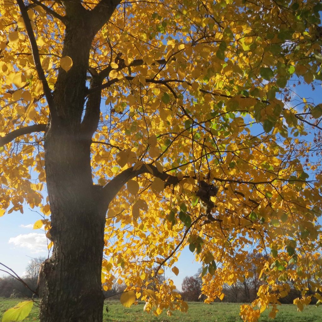 Orme commun - Ulmus glabra