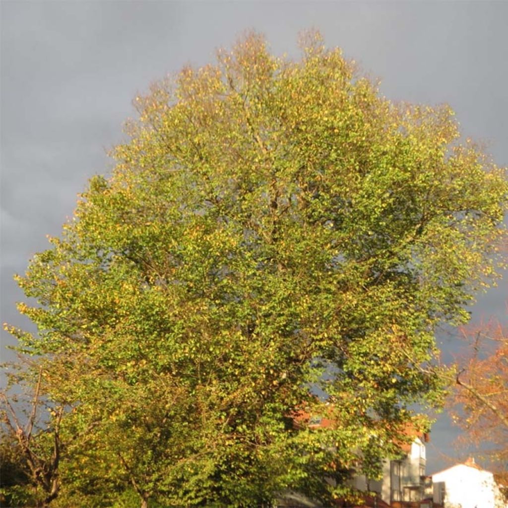 Orme commun - Ulmus glabra