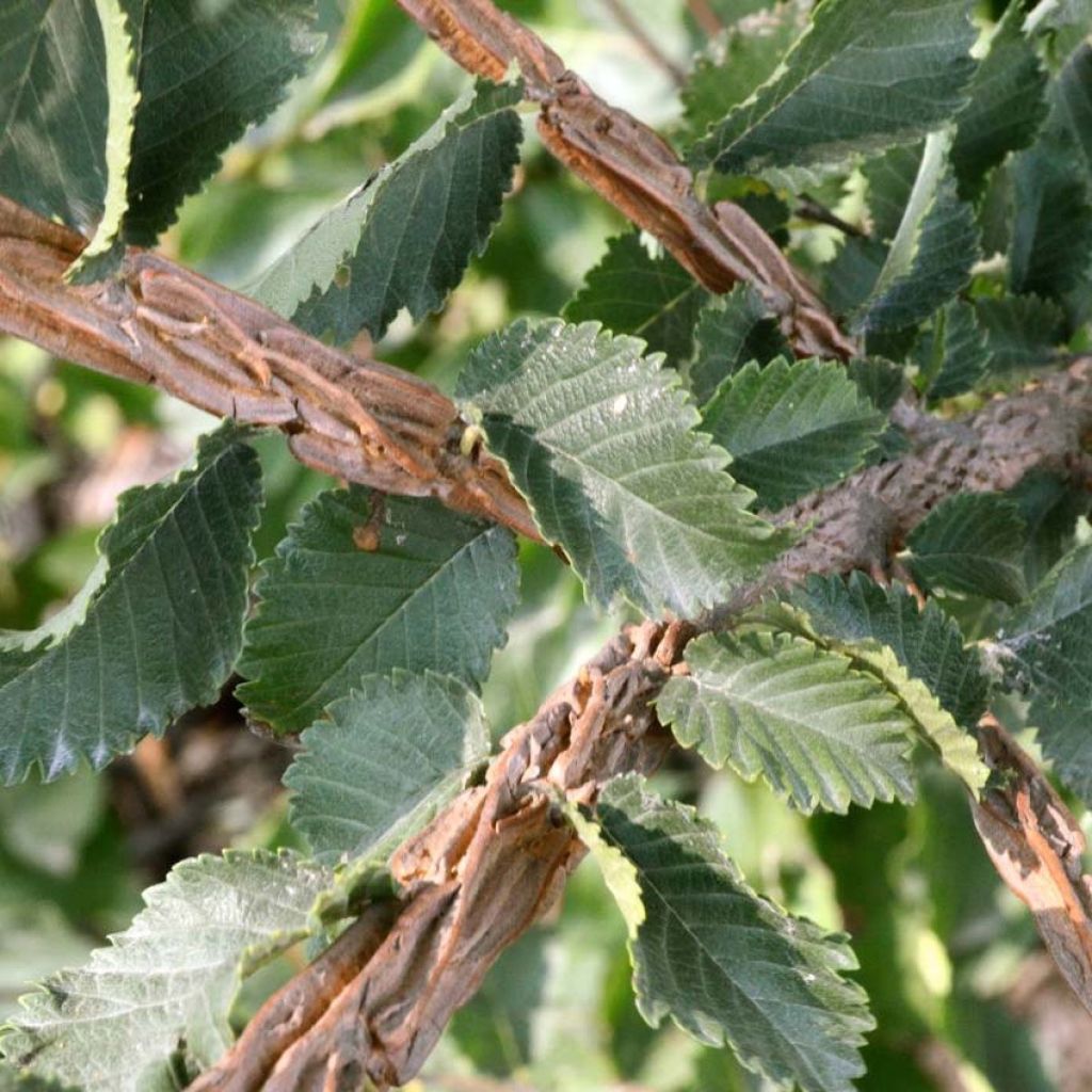 Ulmus minor suberosa - Orme champêtre