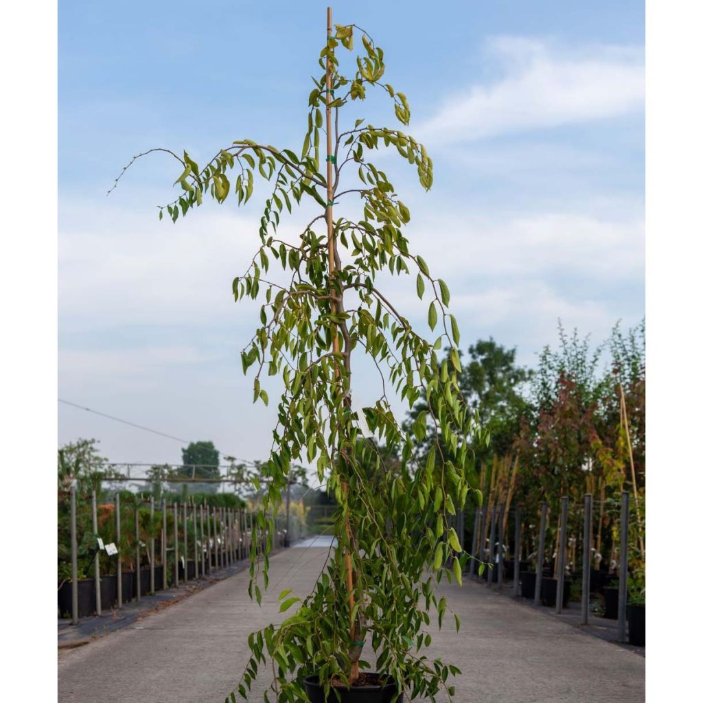 Orme - Ulmus pendula Mauro