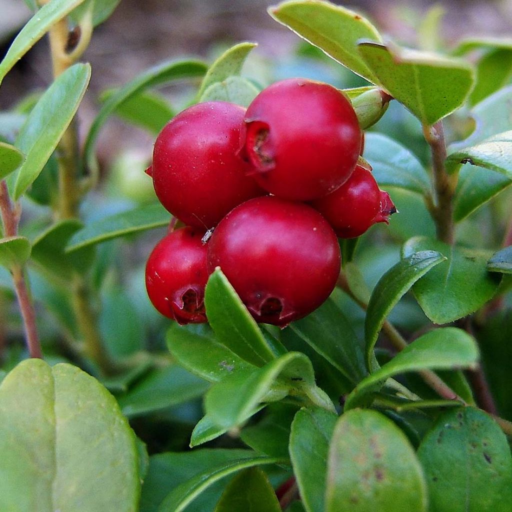 Airelle, Vaccinium vitis idaea