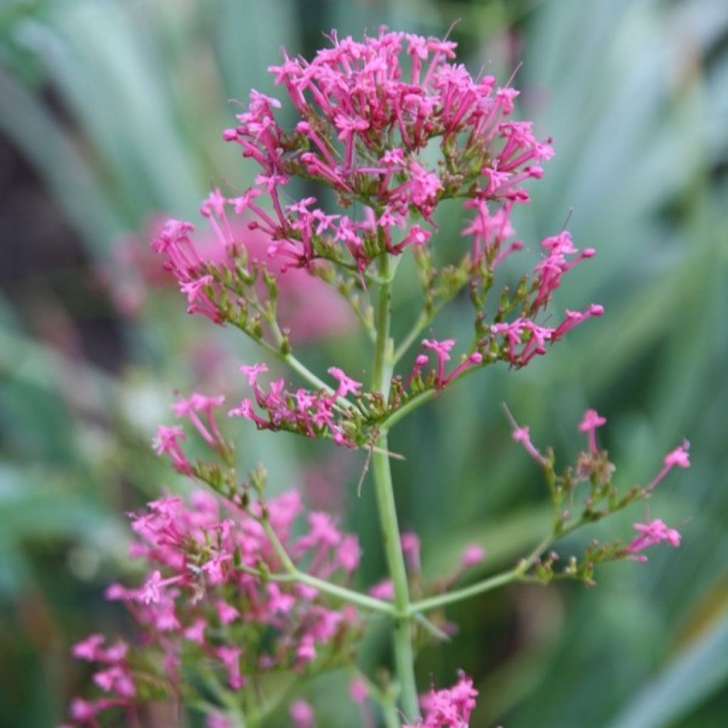 Valériane des jardins - Centranthus ruber