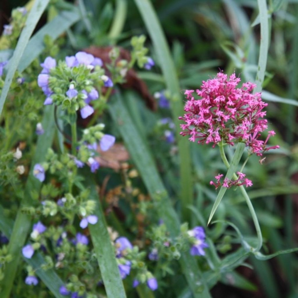 Valériane des jardins - Centranthus ruber