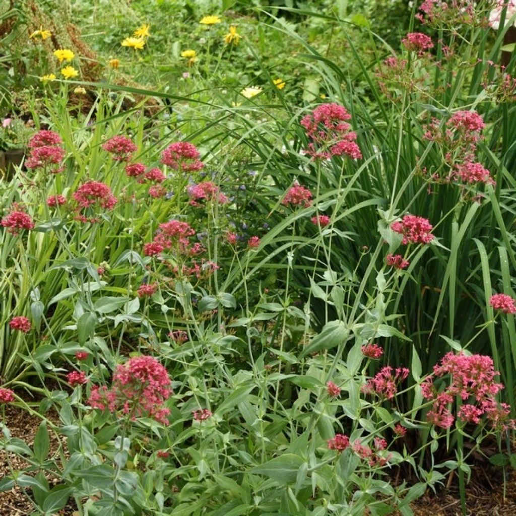 Valériane des jardins - Centranthus ruber