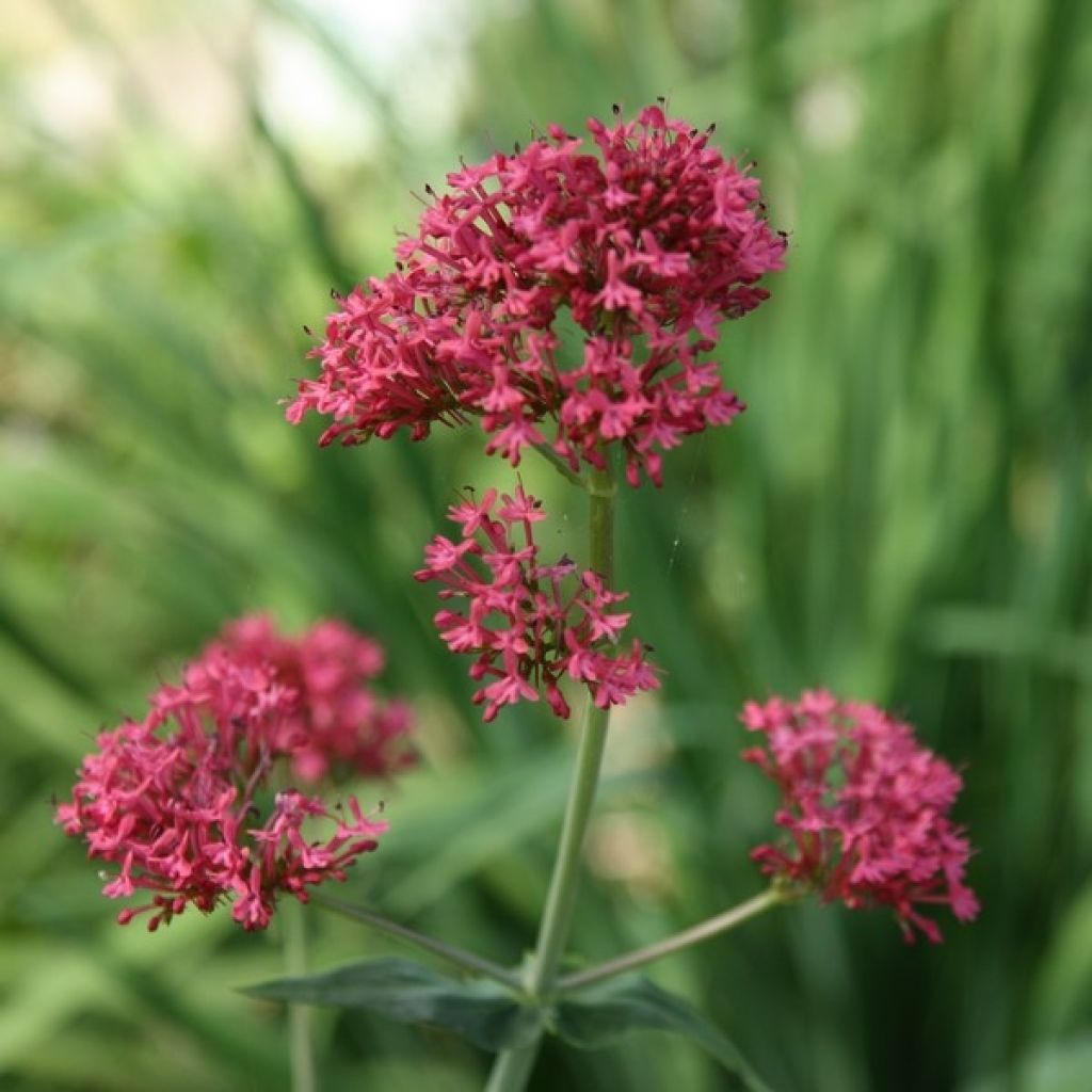 Valériane des jardins - Centranthus ruber