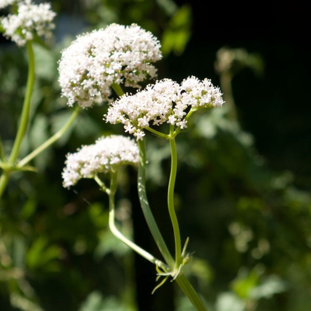 La leçon de jardin. Valériane des jardins, herbe-aux-chats et