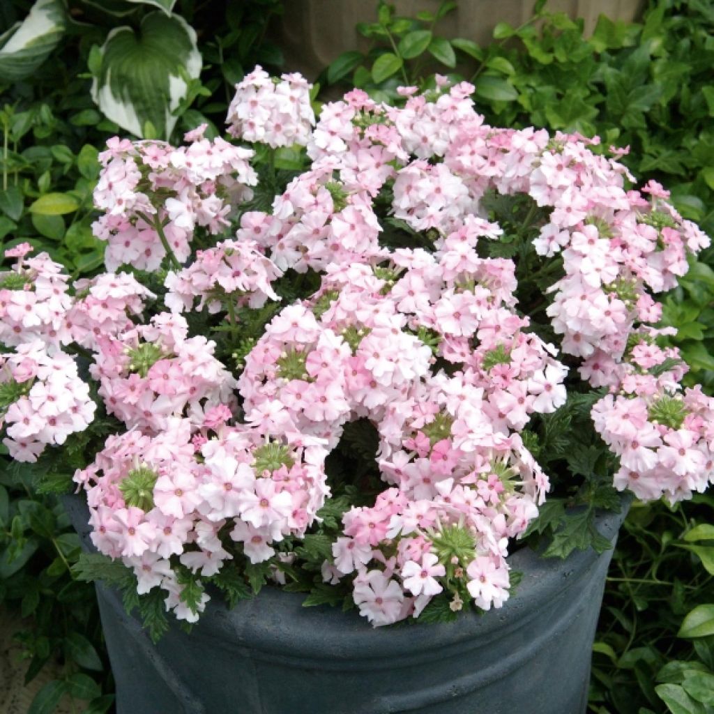 Verveine x Phlox Soft Pink