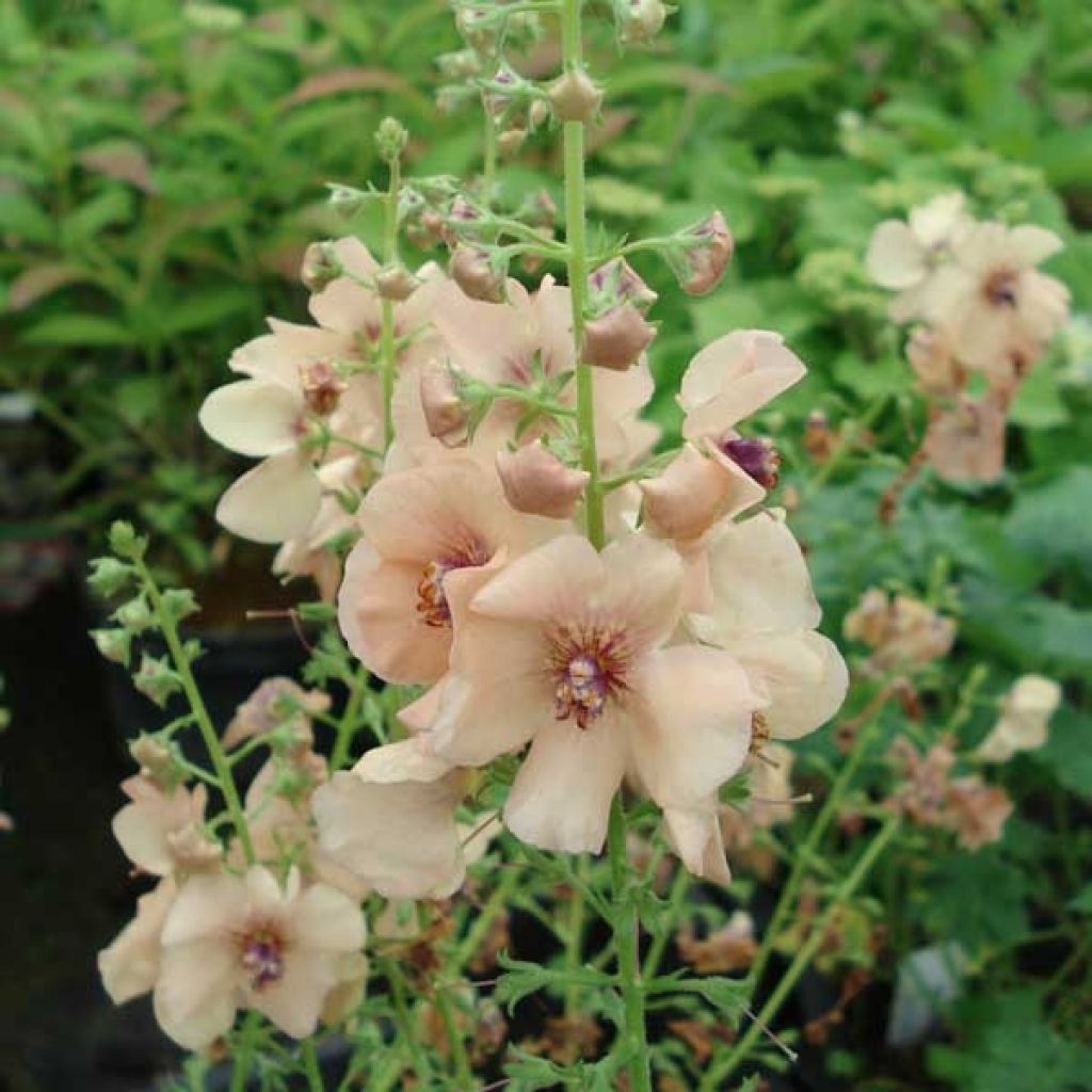 Verbascum Hybride Jackie