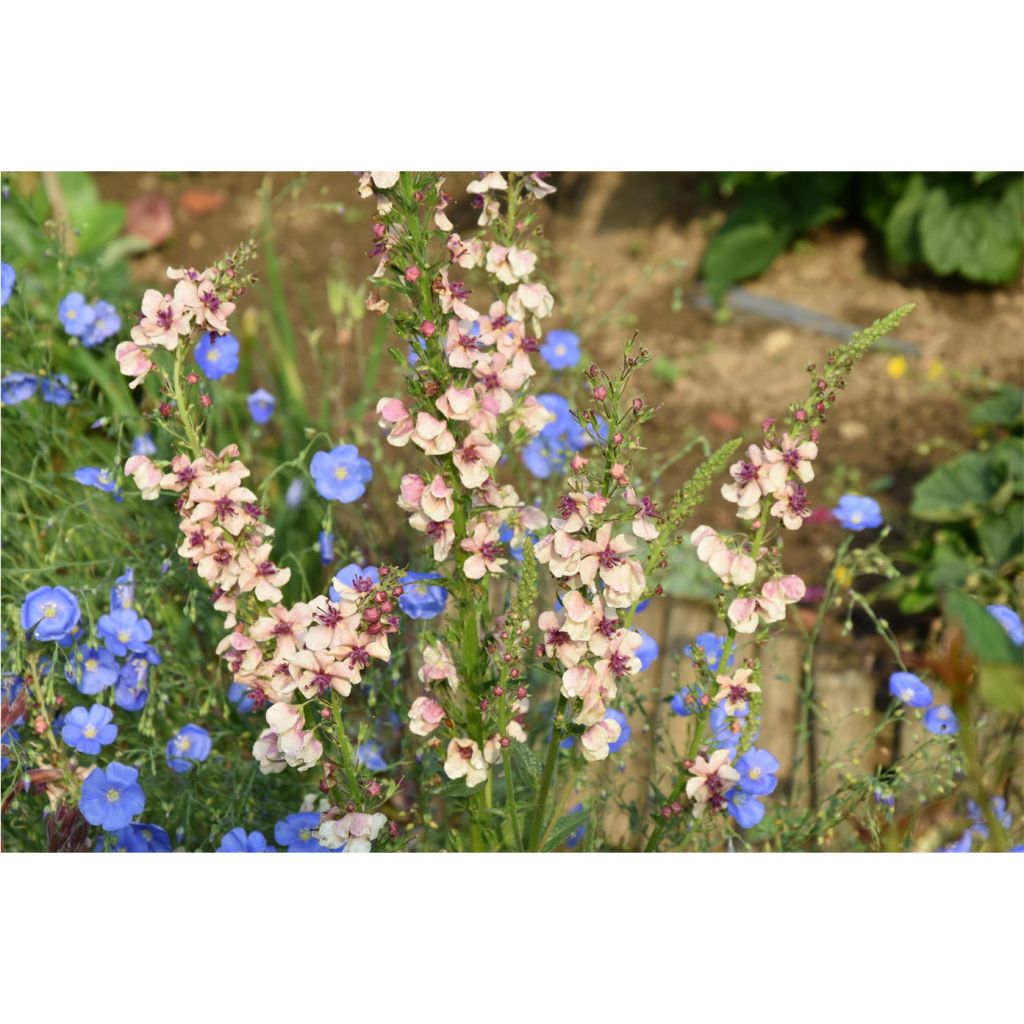 Verbascum hybride Southern Charm - Molène