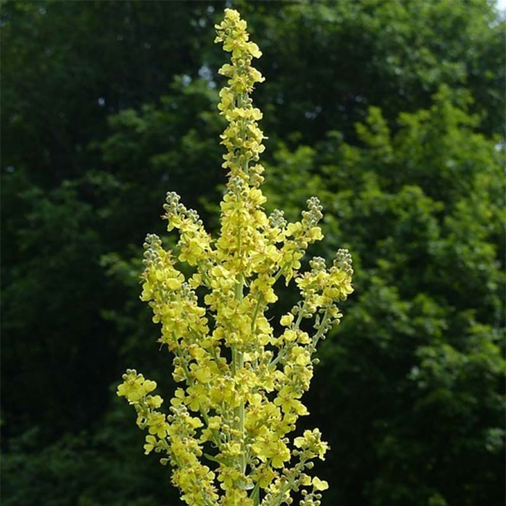 Verbascum olympicum - Molène d'Olympe