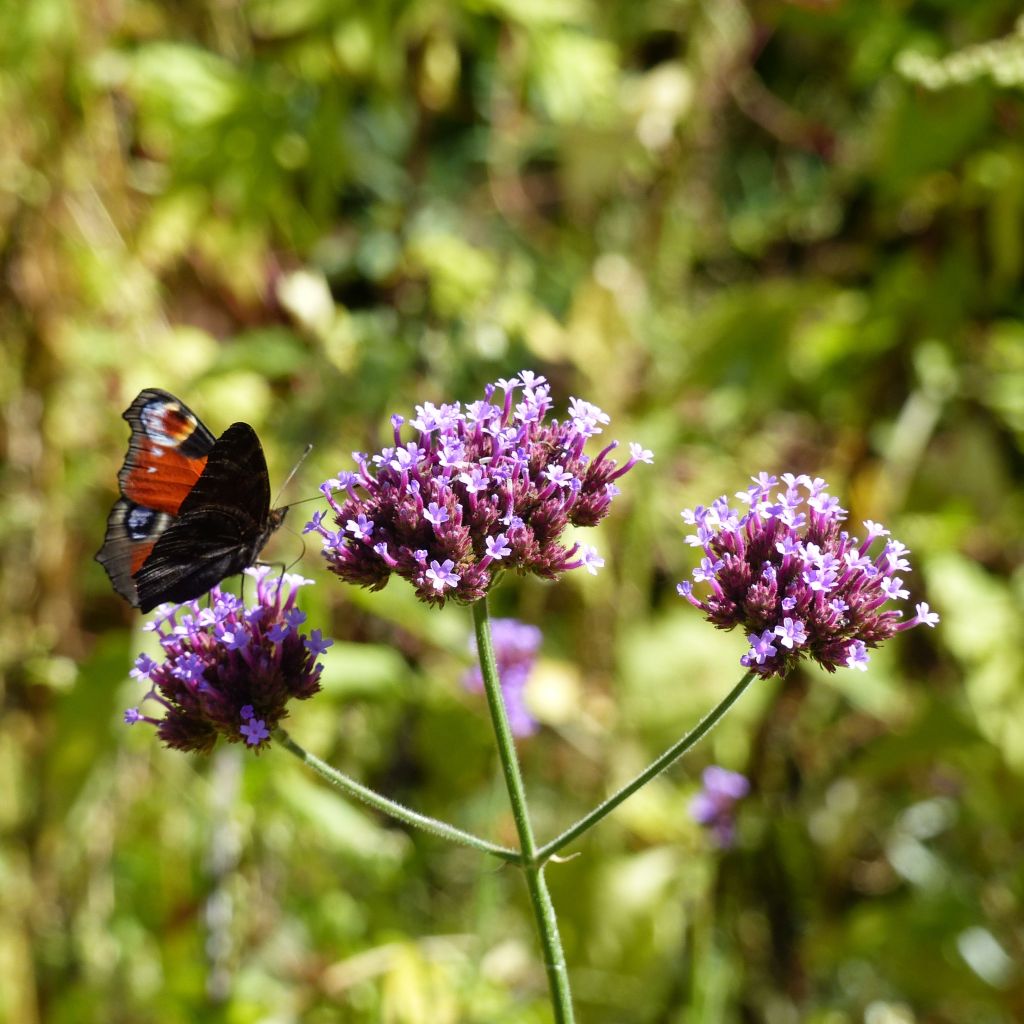 Verbena bonariensis - Verveine de Buenos Aires