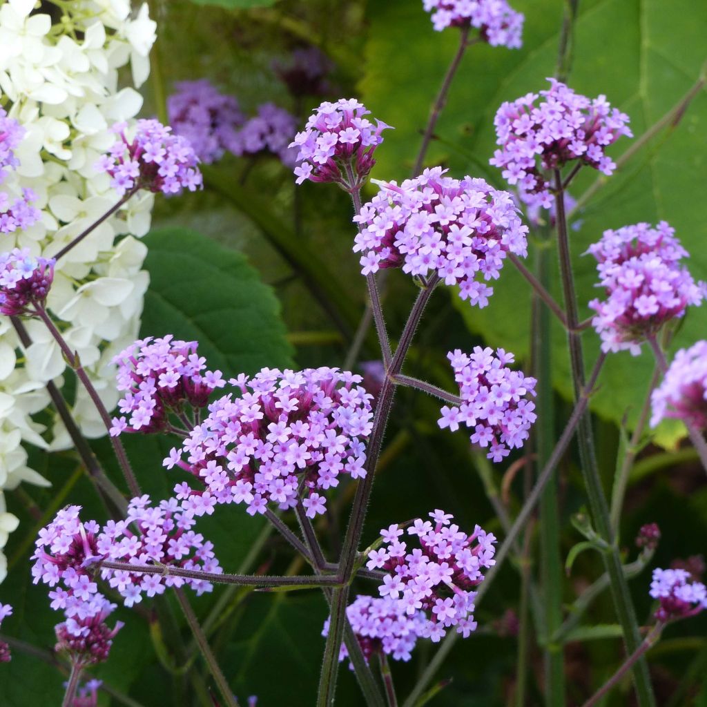 Verbena bonariensis - Verveine de Buenos Aires