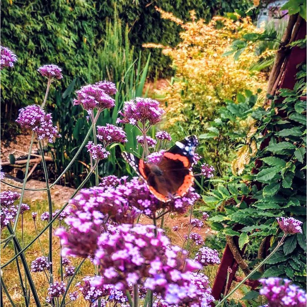 Verbena bonariensis - Verveine de Buenos Aires