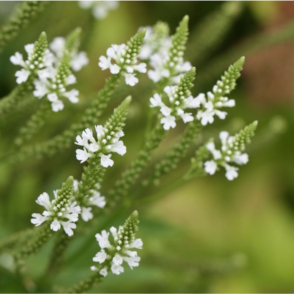 Verveine - Verbena hastata Alba