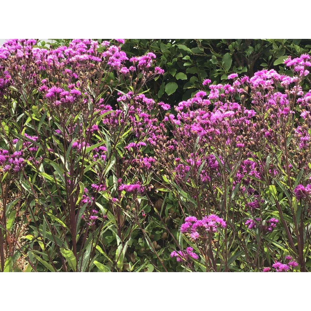 Vernonia crinita Mammuth - Vernone violet mauve