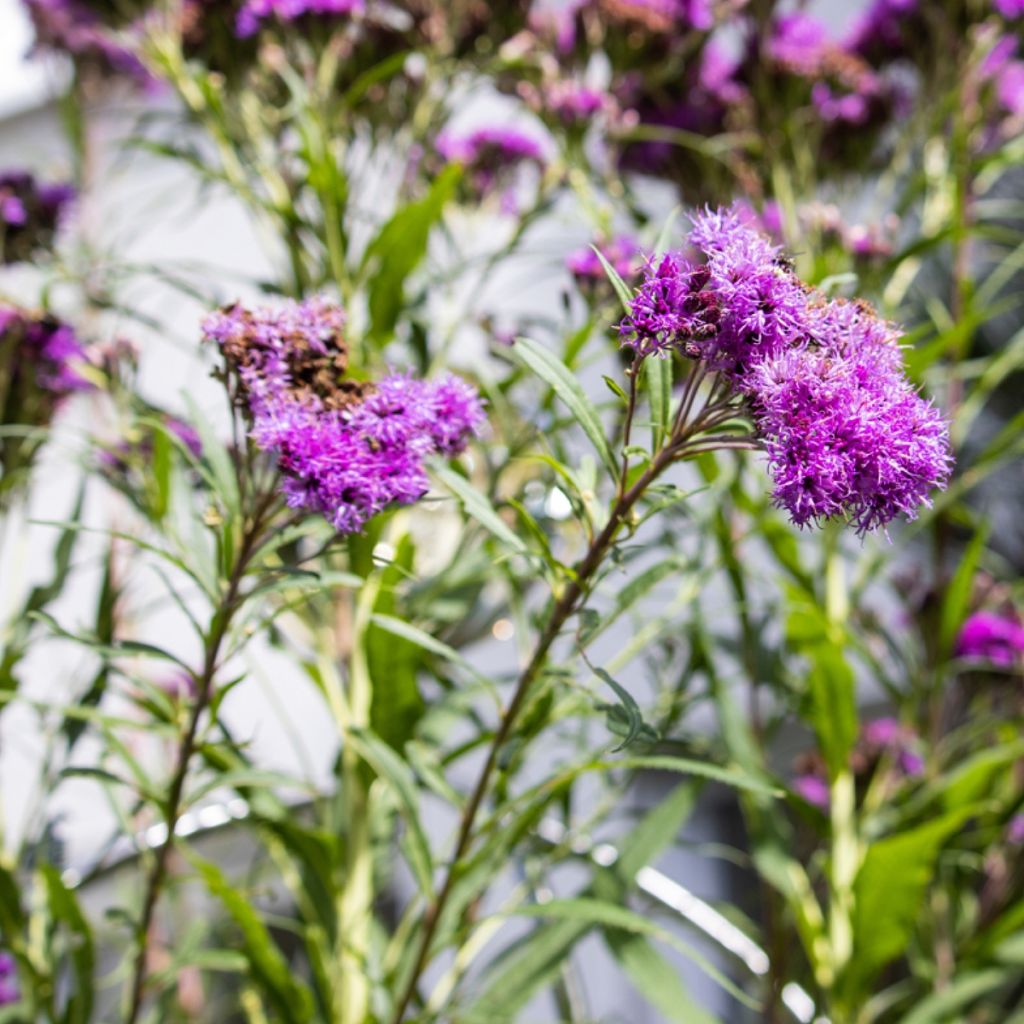 Vernonia lettermannii - Vernone de Letterman