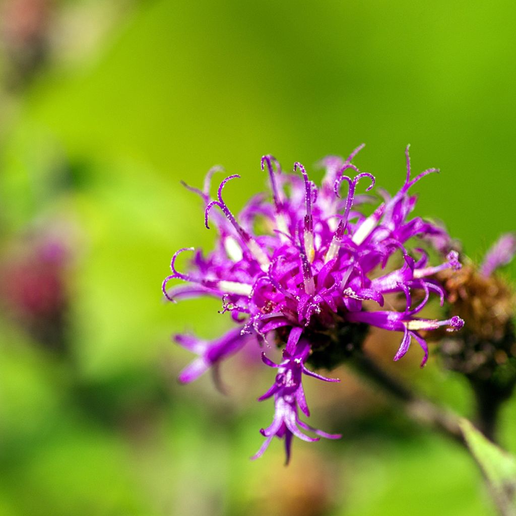 Vernonia missurica - Vernone du Missouri 