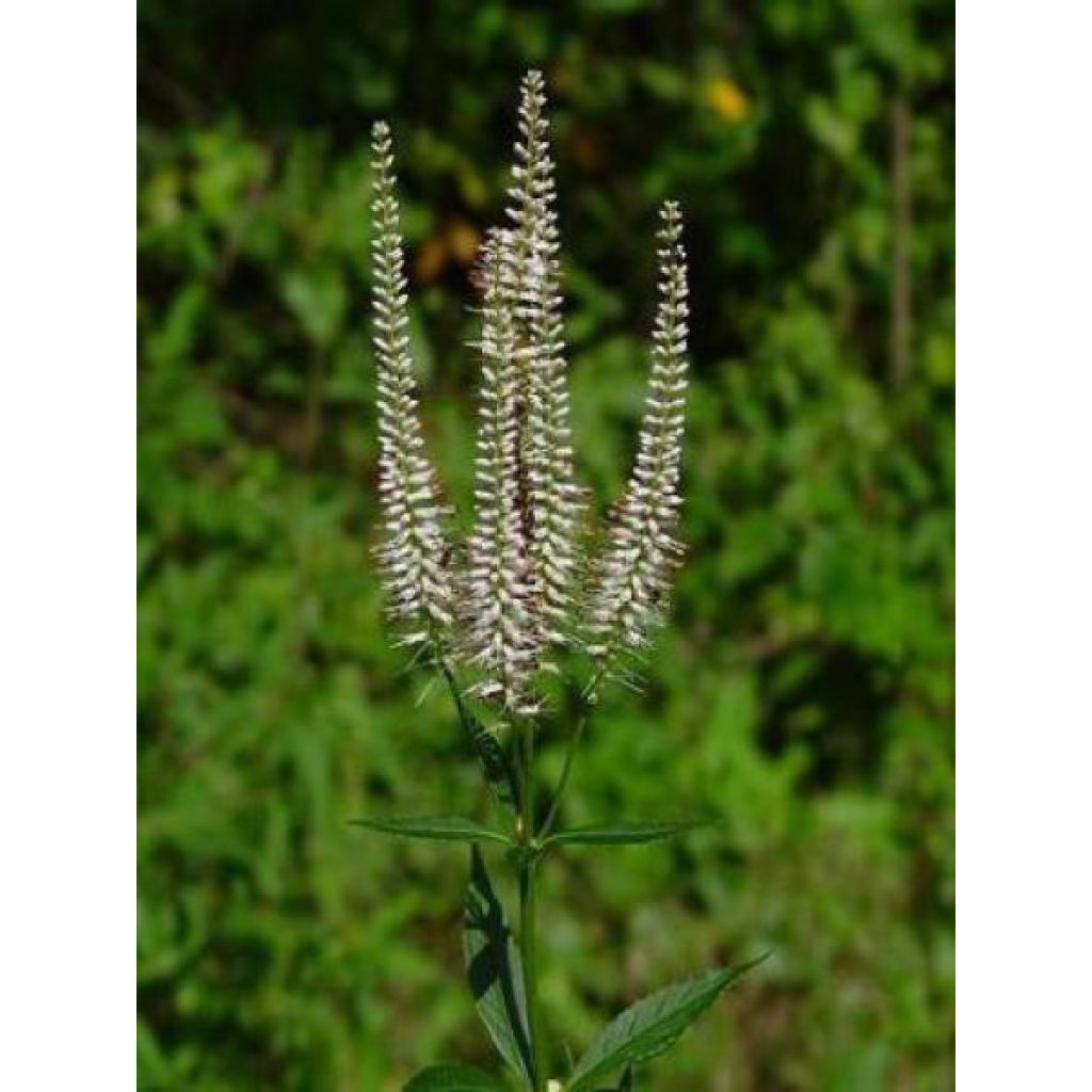 Veronicastrum virginicum var. album - Véronique de Virginie blanche