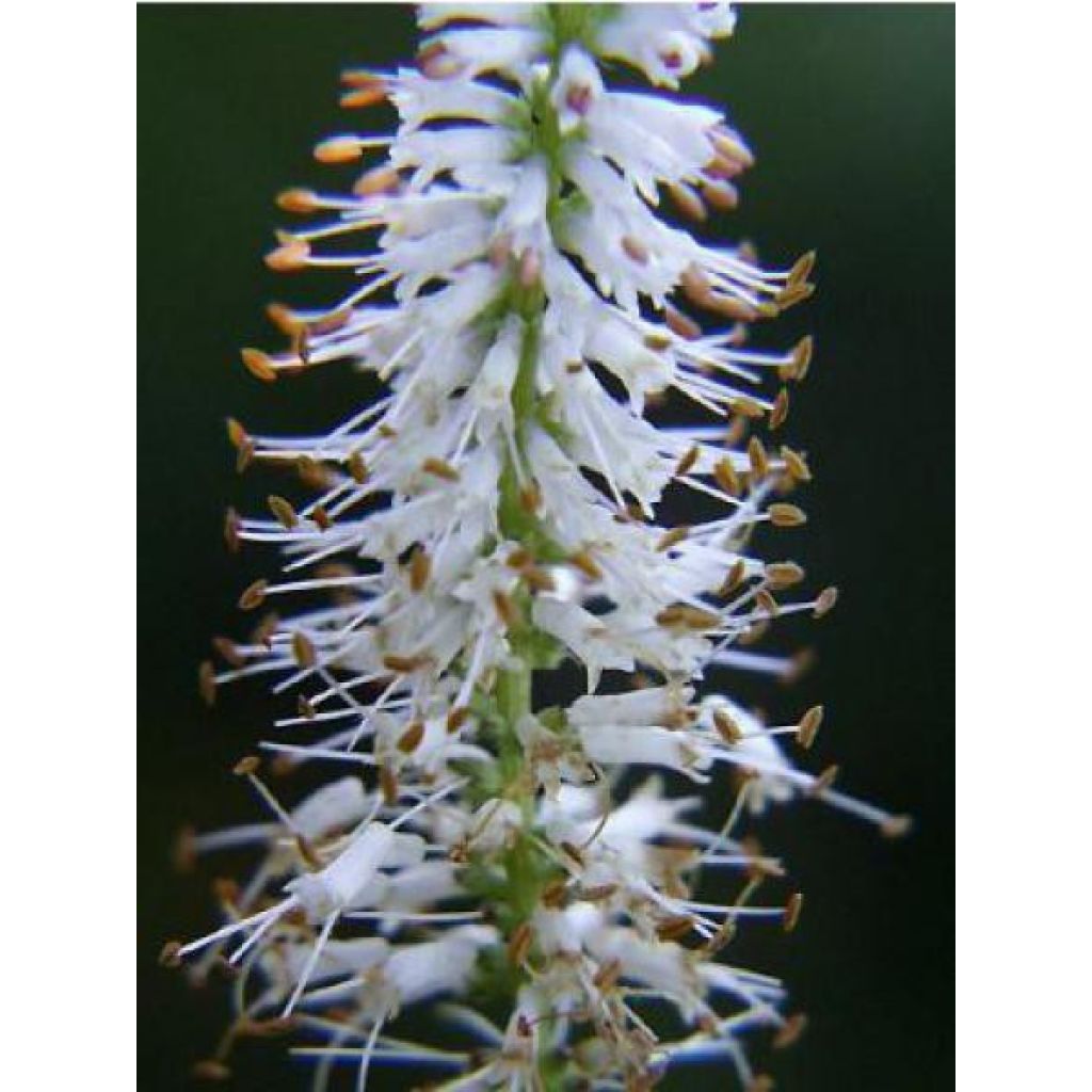 Veronicastrum virginicum var. album - Véronique de Virginie blanche