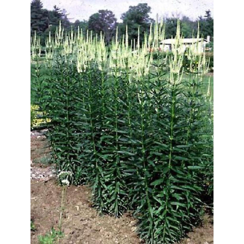 Veronicastrum virginicum var. album - Véronique de Virginie blanche