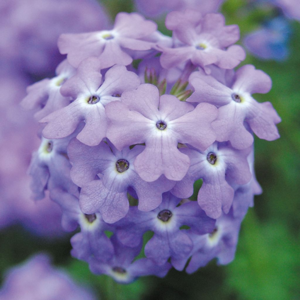 Verveine tapien sky blueAbondante floraison tout l'été