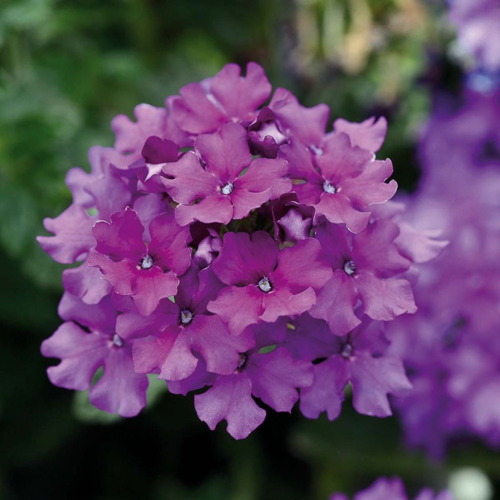 Verveine Endurascape Purple Imp - Verveine des jardins