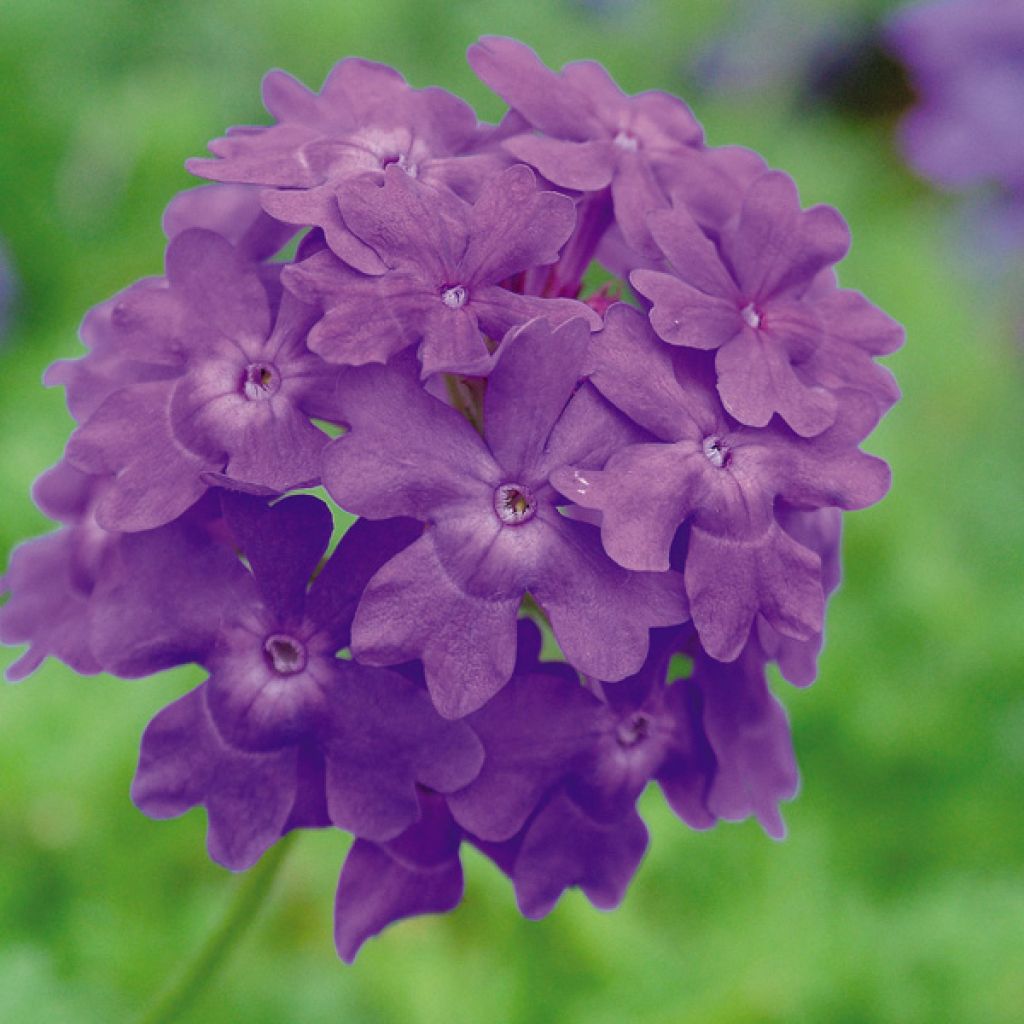 Verveine Star Dreams semi-retombante bleu violet foncé pour jardinières et  suspensions.