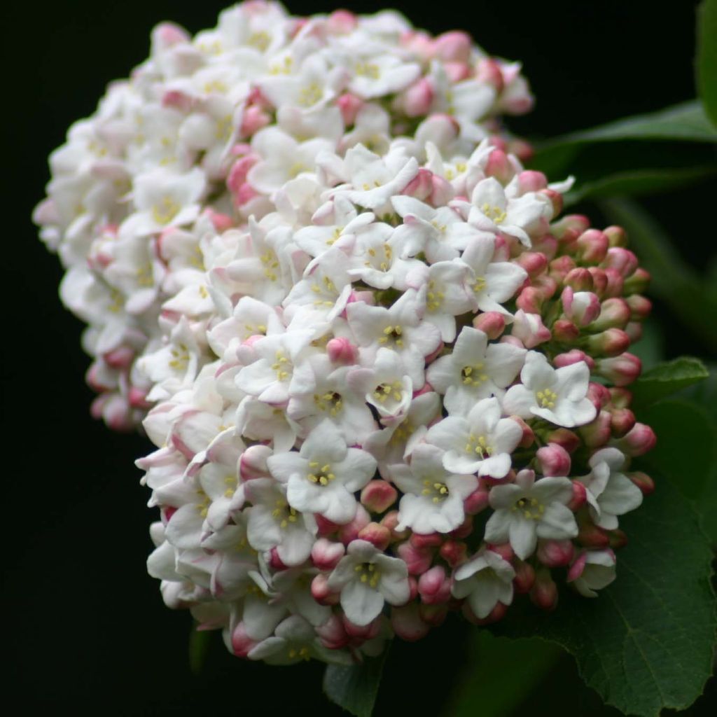 Viorne - Viburnum (x) carlcephalum 