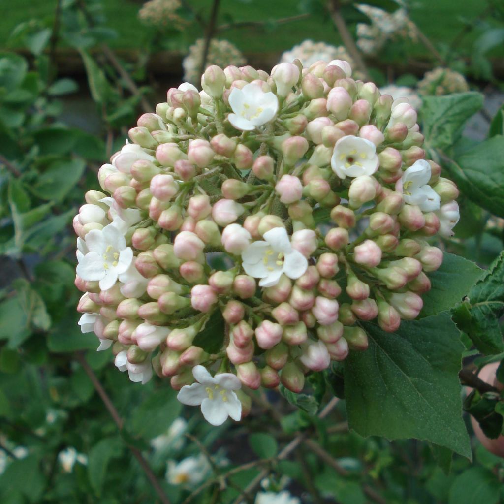 Viorne - Viburnum (x) carlcephalum 