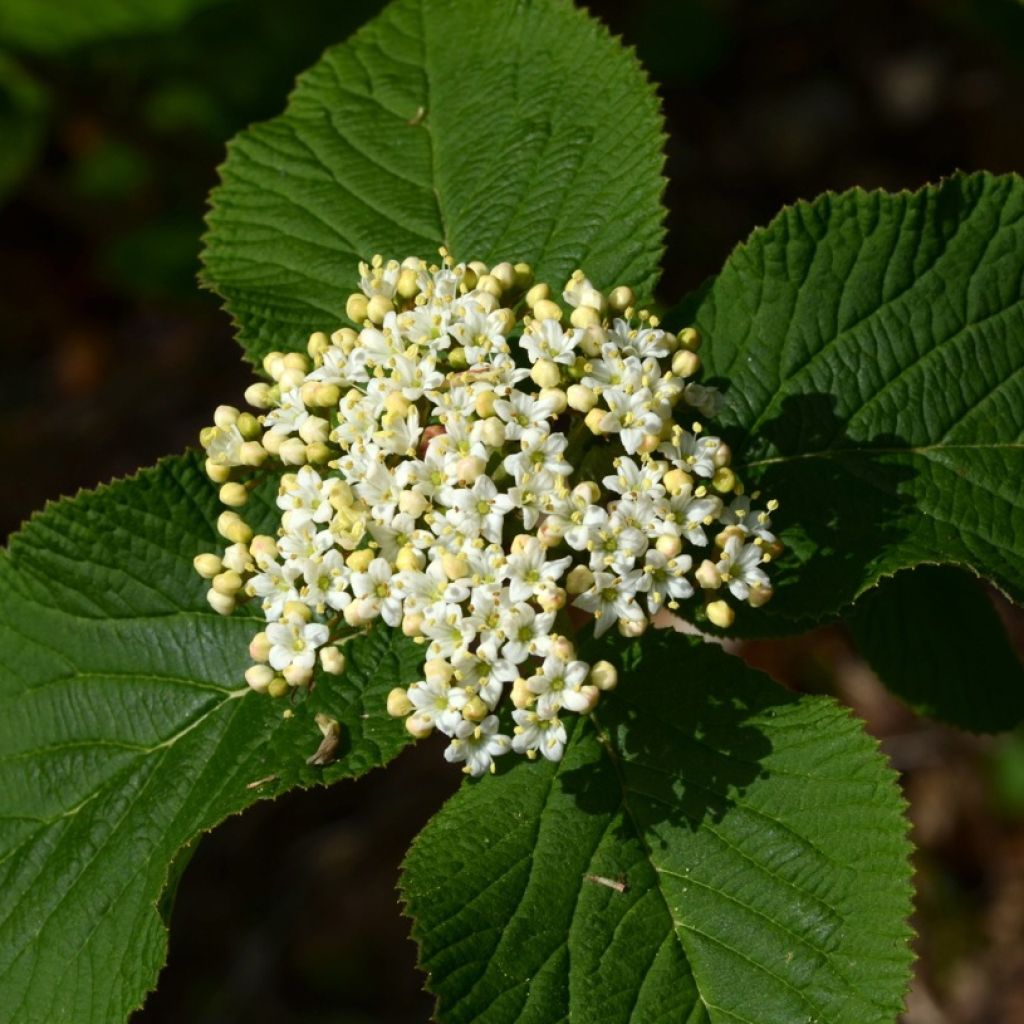 Viorne lantane -  Viburnum lantana