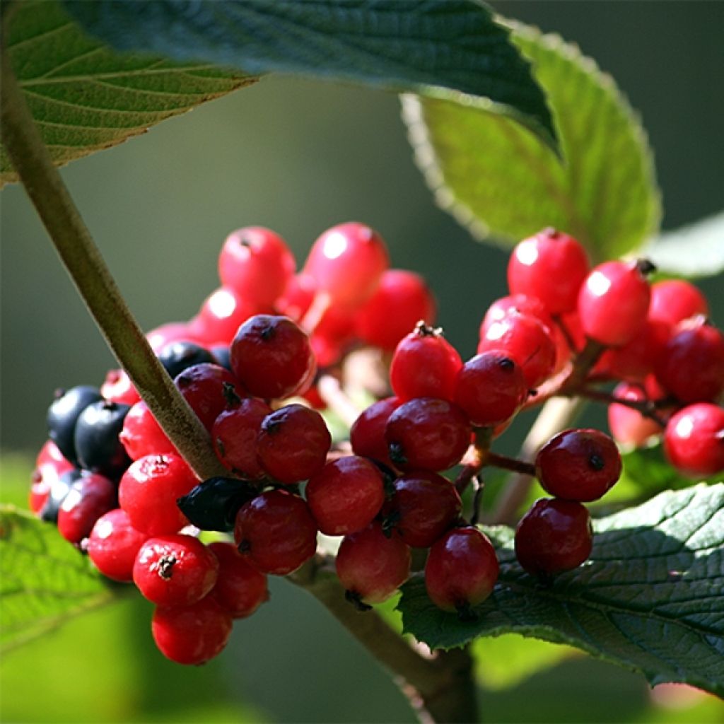 Viorne lantane -  Viburnum lantana