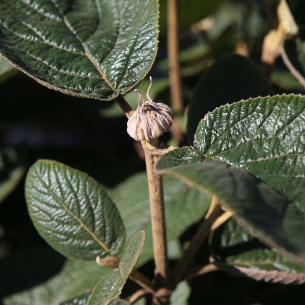 Viorne lantane -  Viburnum lantana