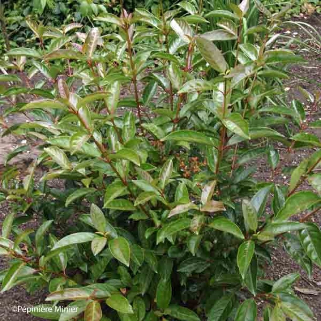 Viorne - Viburnum Le Bois Marquis