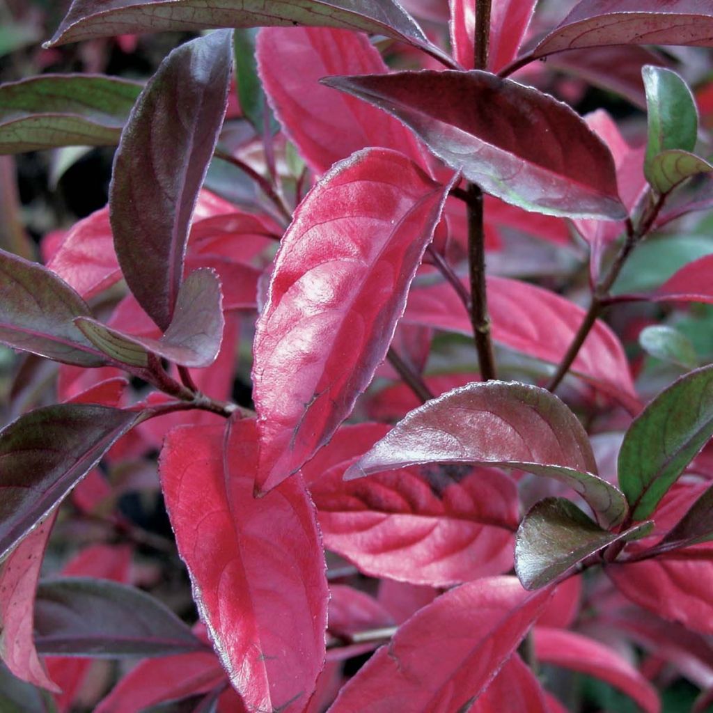 Viorne - Viburnum Le Bois Marquis