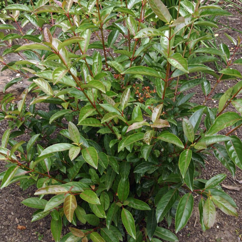 Viorne - Viburnum Le Bois Marquis