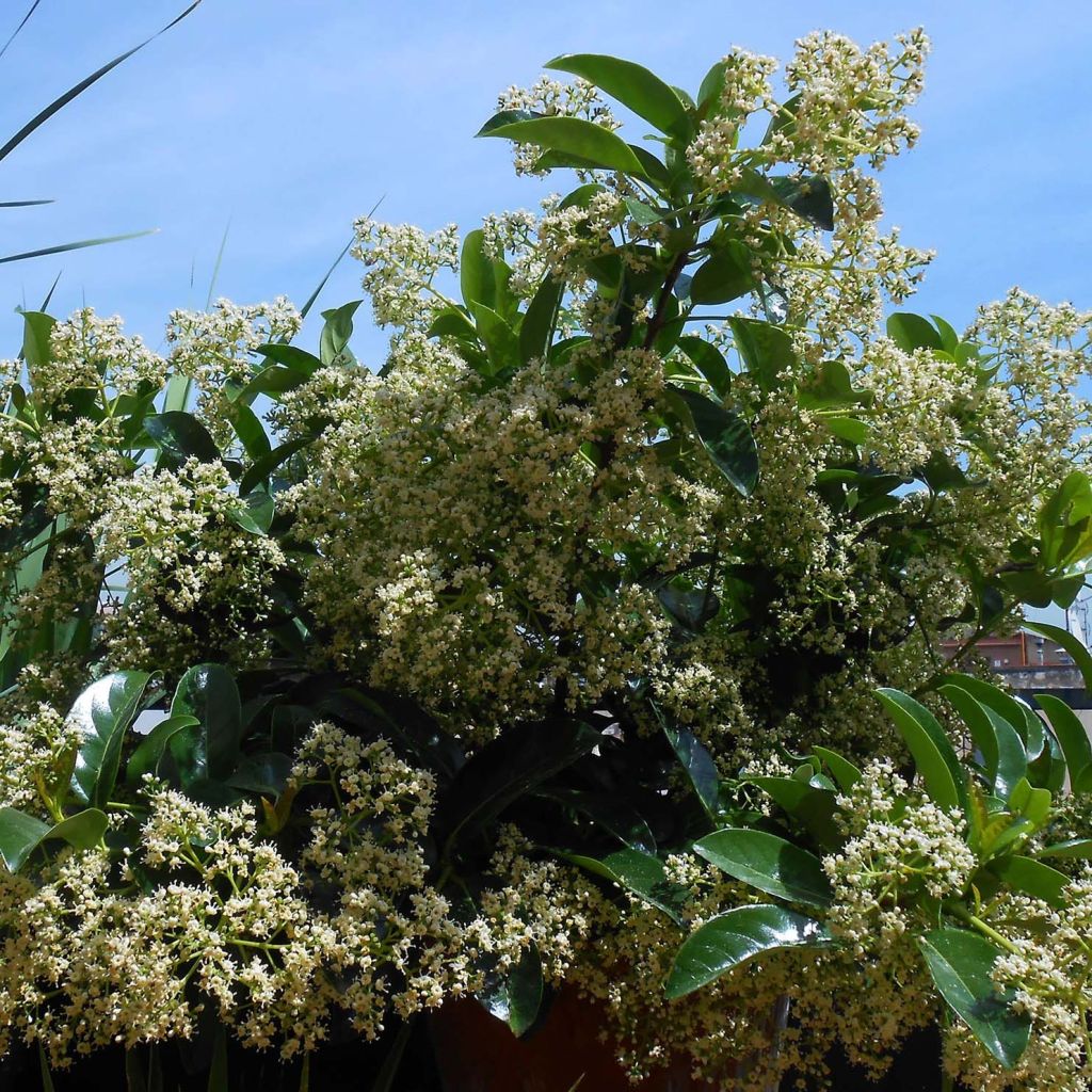 Viburnum lucidum - Viorne luisante