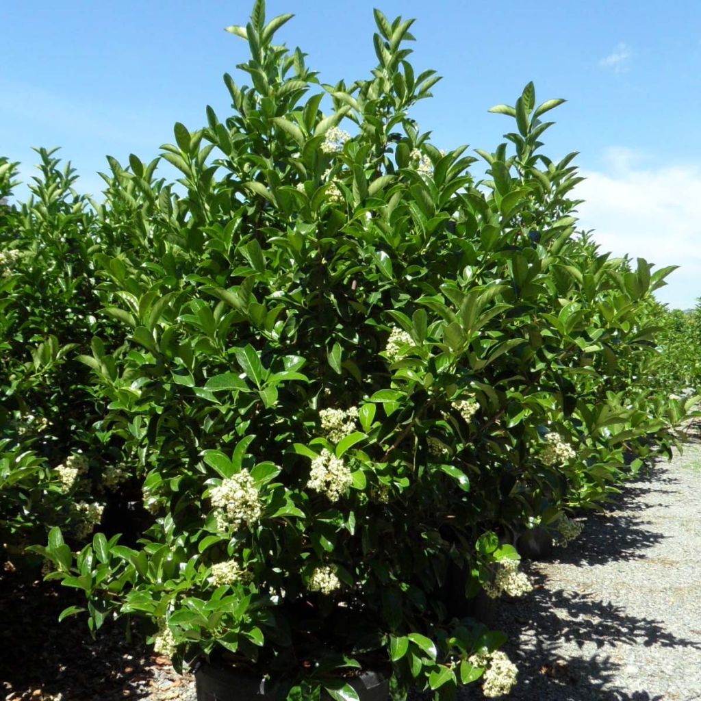 Viburnum lucidum - Viorne luisante