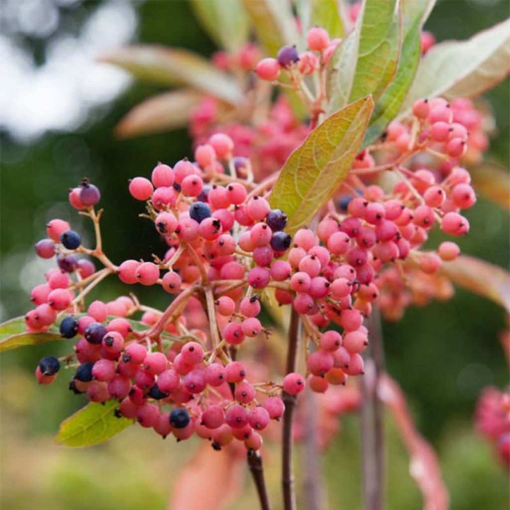 Viorne - Viburnum nudum Pink Beauty