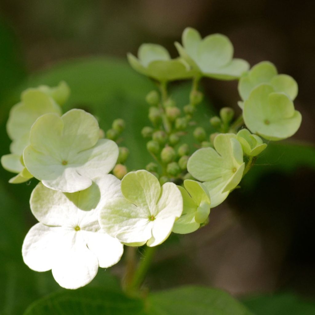 Viorne orbier - Viburnum opulus