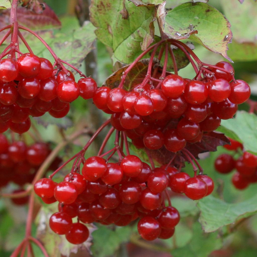 Viorne orbier - Viburnum opulus