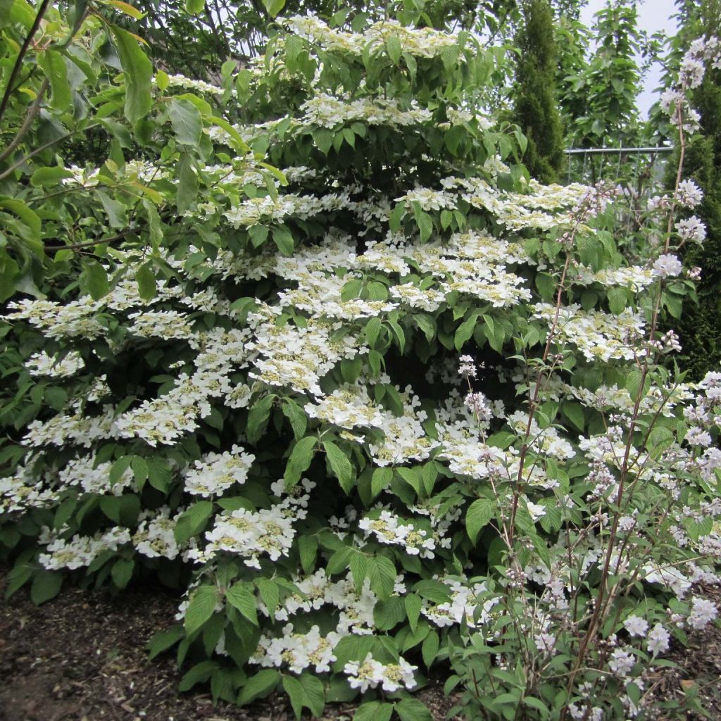 Viorne - Viburnum plicatum Lanarth