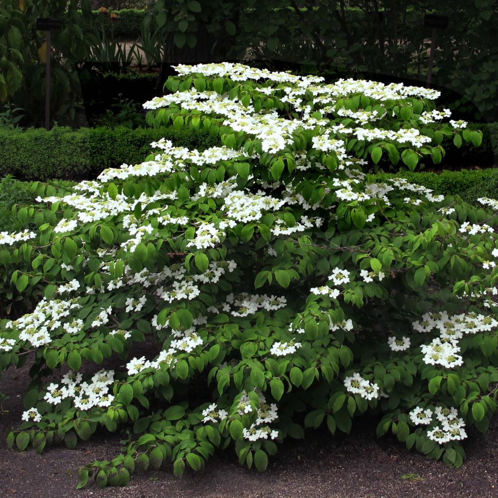 Viorne de Chine - Viburnum plicatum Mariesii