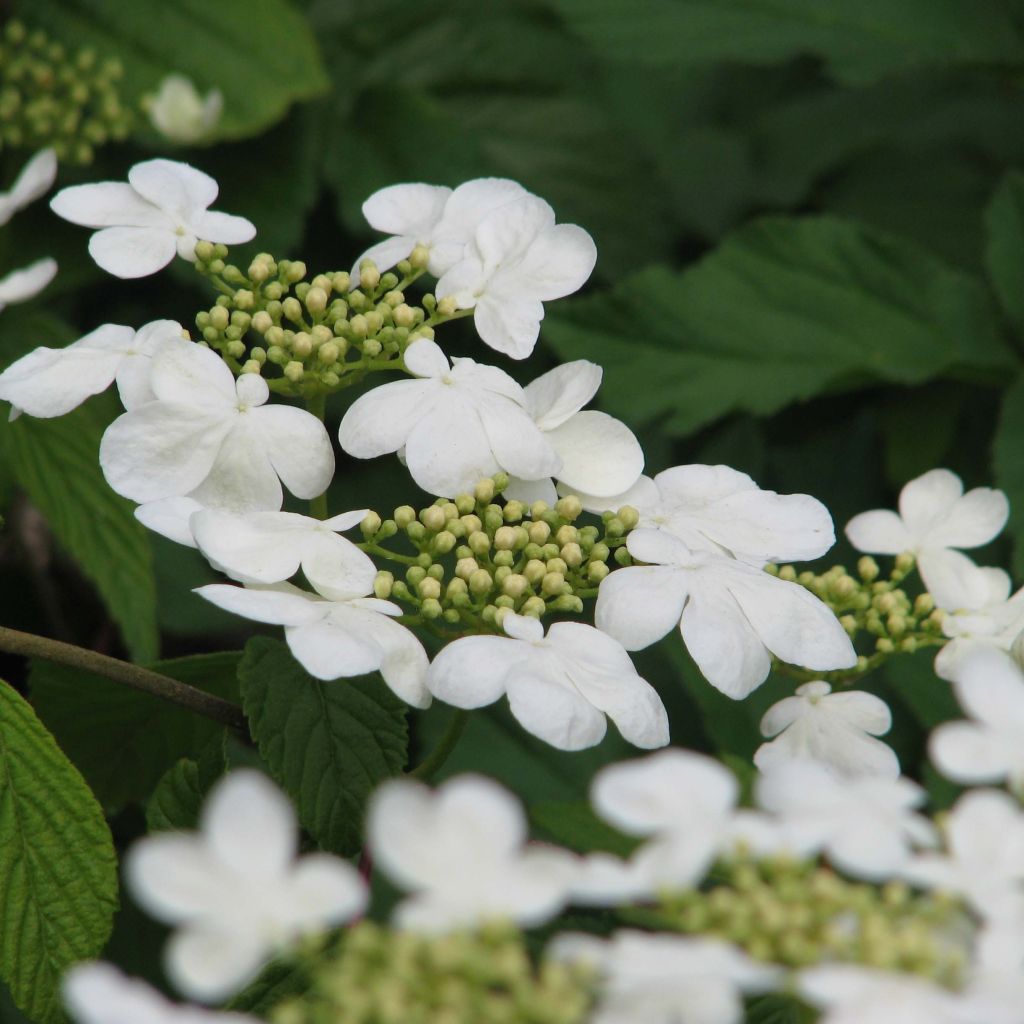 Viorne de Chine - Viburnum plicatum Mariesii