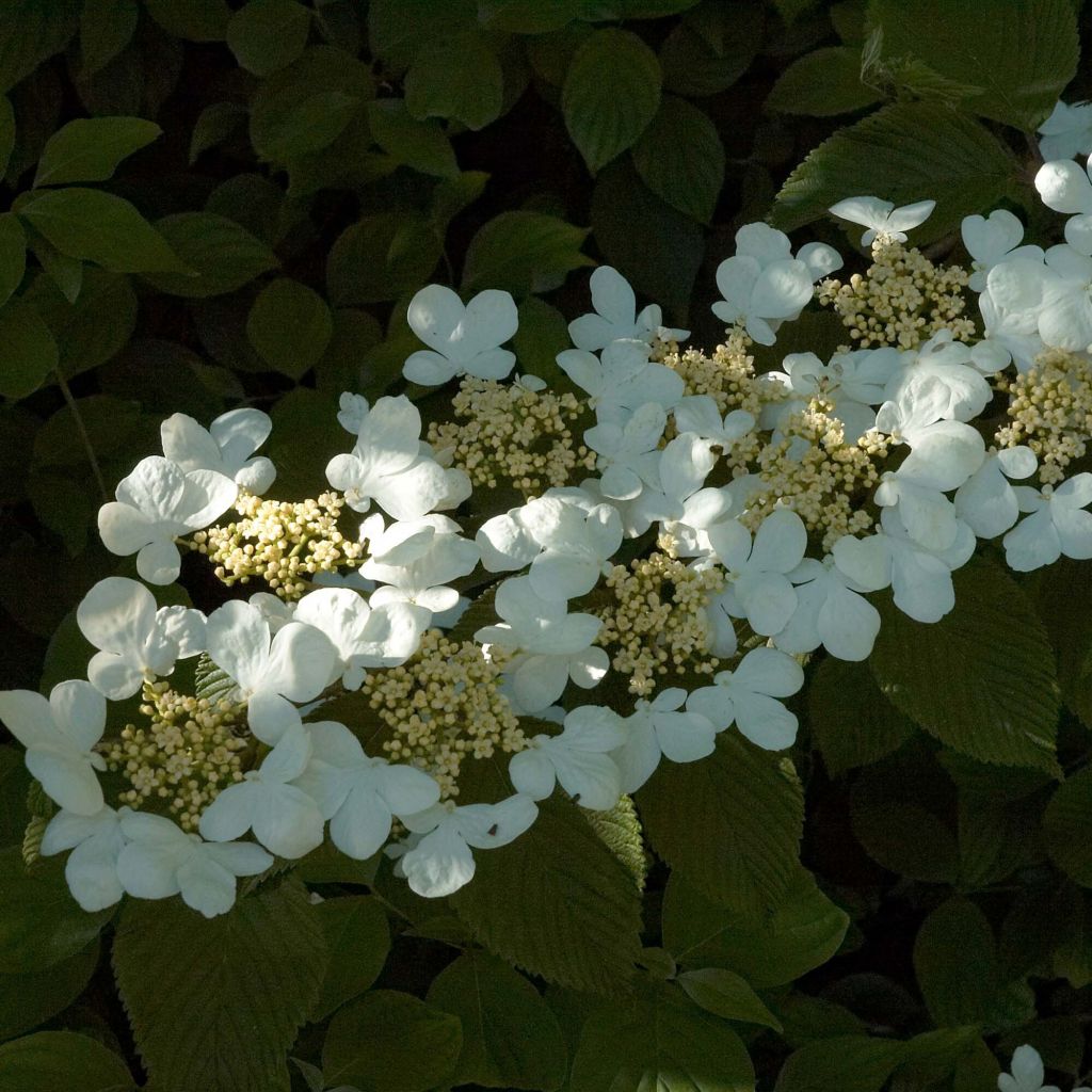 Viorne de Chine - Viburnum plicatum Mariesii