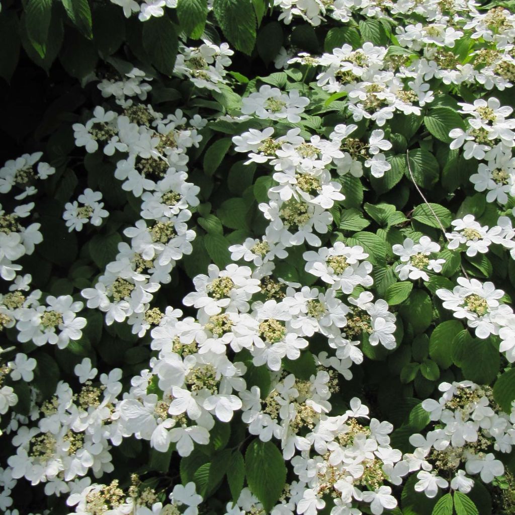 Viorne de Chine - Viburnum plicatum Mariesii