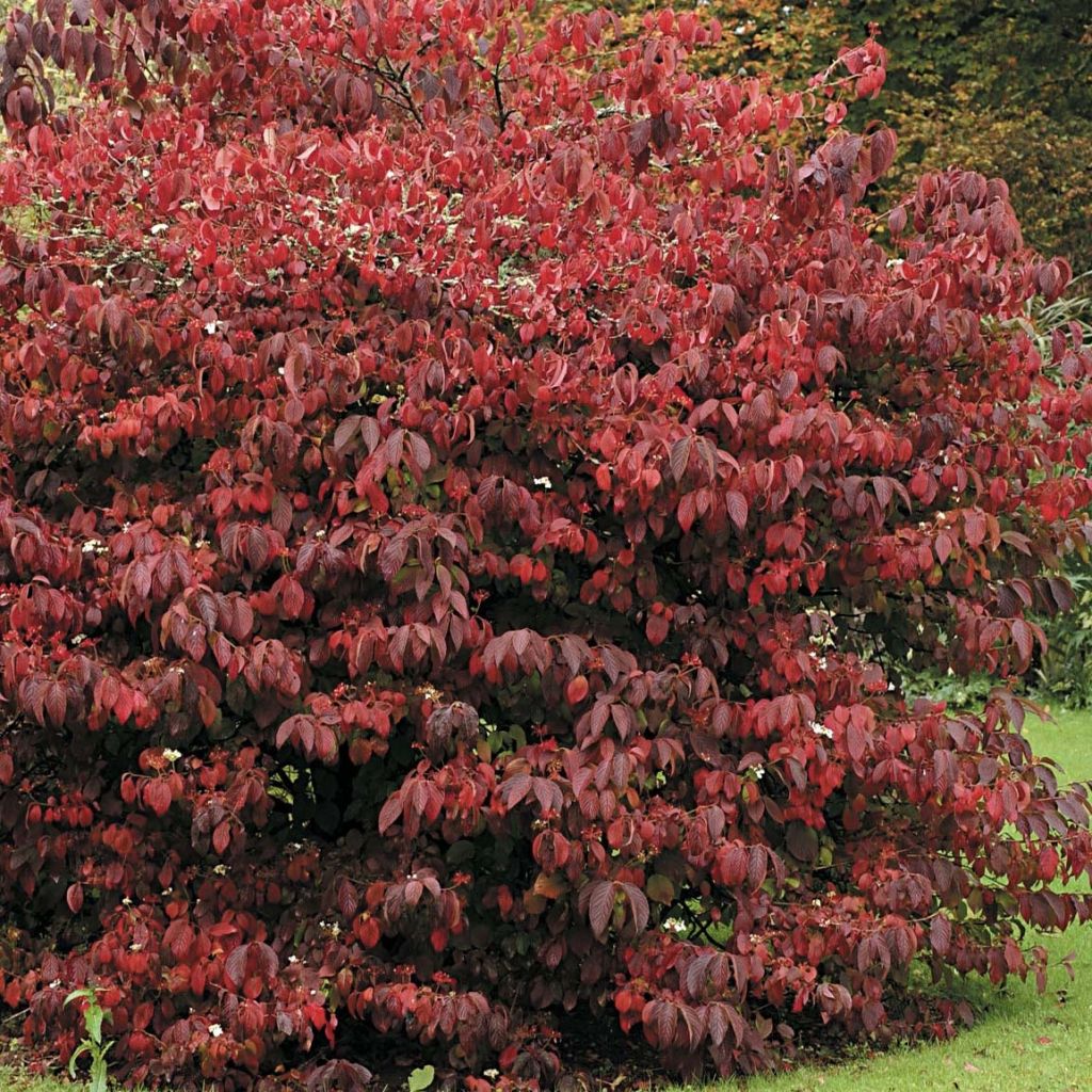 Viorne de Chine - Viburnum plicatum Mariesii Great Star