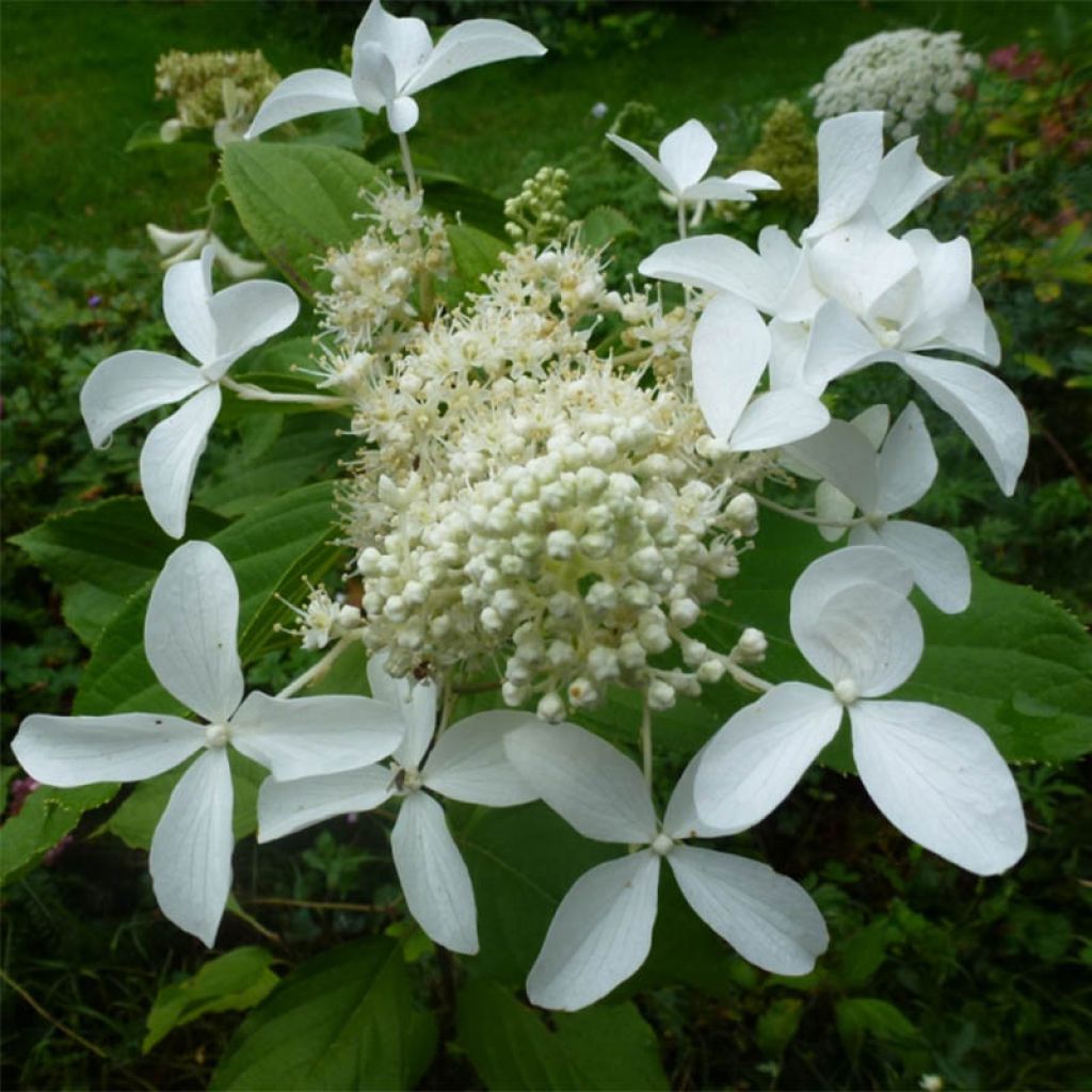 Viorne de Chine - Viburnum plicatum Mariesii Great Star