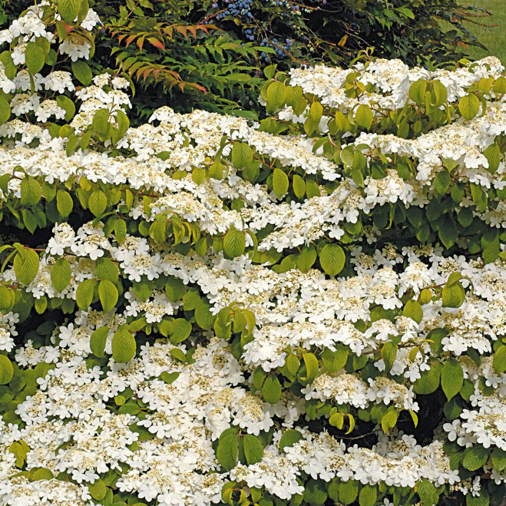 Viorne de Chine - Viburnum plicatum Mariesii Great Star