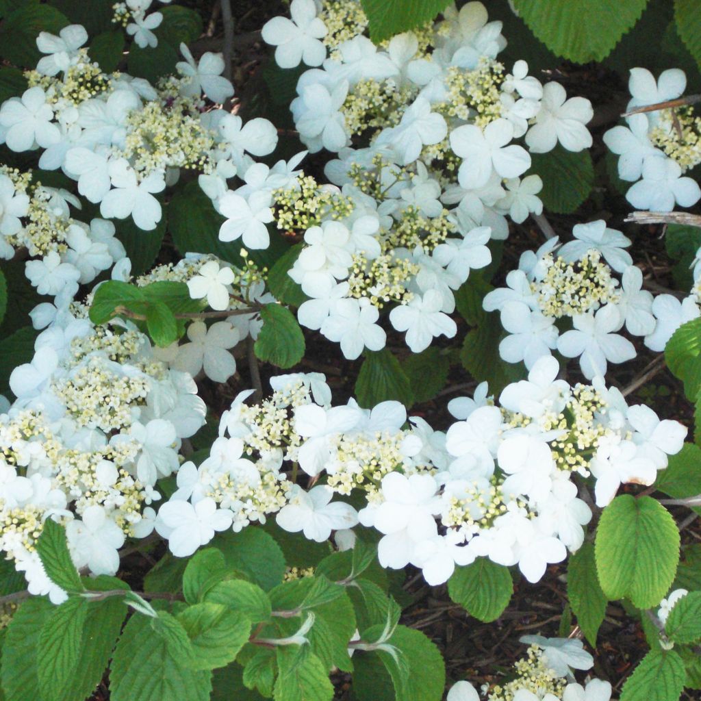 Viorne de Chine - Viburnum plicatum Shasta