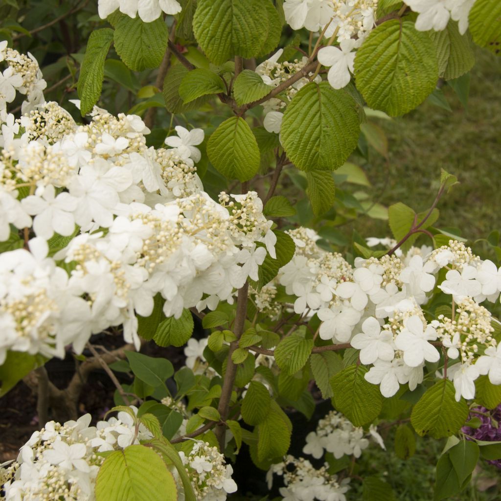 Viorne de Chine - Viburnum plicatum Shasta